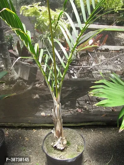 The Entacloo Areca Palm ARECA PLAM -RI59-thumb0