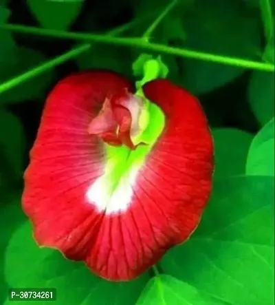 The Entacloo Aparajita Butterfly Pea Plant Aparajita Red Color Flower Plant-thumb0