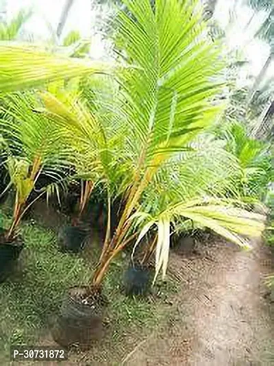 The Entacloo Coconut Plant HYBRID COCONUT 12L-thumb2