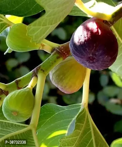 The Entacloo GularCluster Fig Plant Fig Plant A20-thumb0