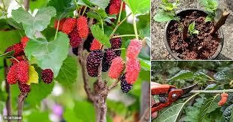 The Entacloo Berry Plant MULBERRY PLANT KJ-thumb0