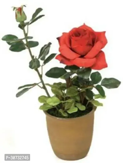 The Entacloo Rose Plant Rose plant Live decorative-thumb0