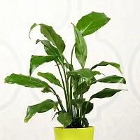 The Entacloo Peace Lily Plant PEACE LILY FLOWERING Imported_044-thumb1