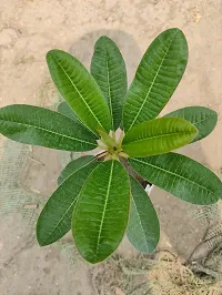 The Entacloo Plumeria Plant Pink plumeria flowers plant.-thumb1