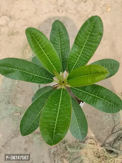 The Entacloo Plumeria Plant Pink plumeria flowers plant.-thumb2