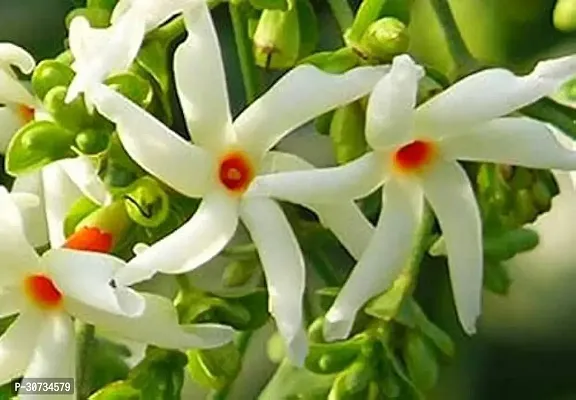 The Entacloo ParijatHarsingar Plant SHIULI PHUL PLANT PARIJATHARSINGAR PLANT FLOWER-thumb3