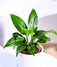 The Entacloo Peace Lily Plant Peace lily plant-thumb1