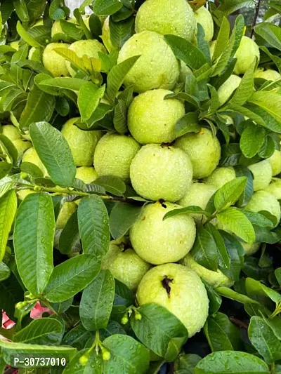 The Entacloo Guava Plant GUAVA PLANT CCVVBB5-thumb2