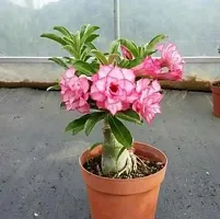 The Entacloo Adenium Plant Pink Adenium plant-thumb1