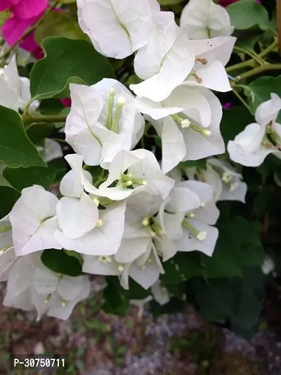 The Entacloo Bougainvillea Plant Bougainvillea Flower PlantK11-thumb2