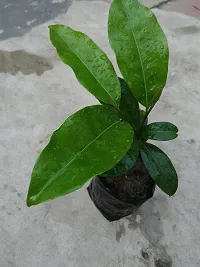 The Entacloo Spanish Cherry Plant Bakul Plant3-thumb1