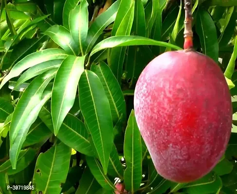 The Entacloo Mango Plant Irwin Hybrid Mango PlantIG186-thumb0