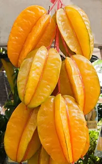 The Entacloo Star Fruit Carambola Grafted Plant star fruit plant11-thumb1