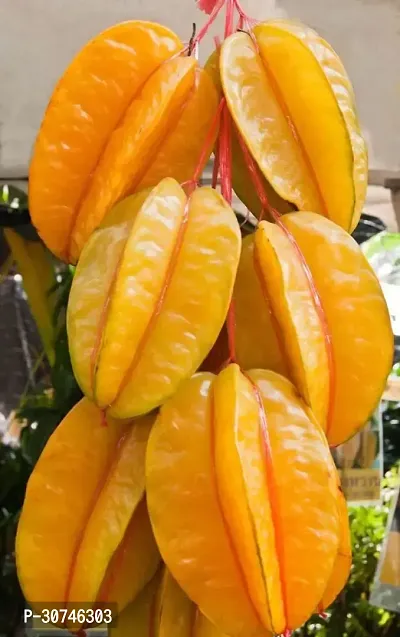 The Entacloo Star Fruit Carambola Grafted Plant star fruit plant11-thumb2