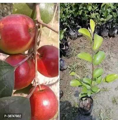 The Entacloo Ber Apple Plant Kashmiri Sundari Red Apple Ber Live Plant-thumb0