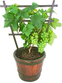 The Entacloo Grapes Plant grapes plant 78-thumb1