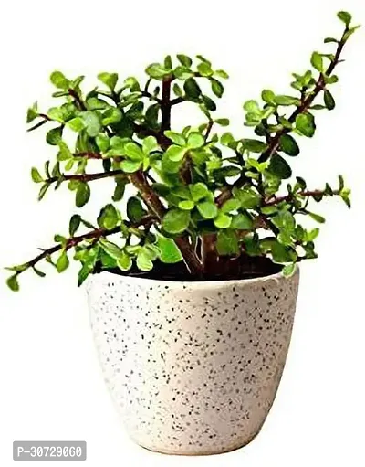 The Entacloo Jade Plant Jade Plant In Ceramic Pot-thumb0