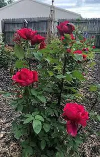 The Entacloo Rose Plant Rosa Chrysler Imperial Rose Plant-thumb1