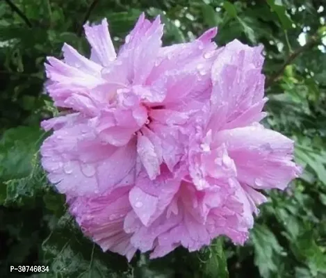 The Entacloo Hibiscus Plant Hibiscus Plant-thumb0