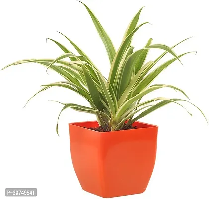 The Entacloo Spider Plant FAMPP06-thumb0