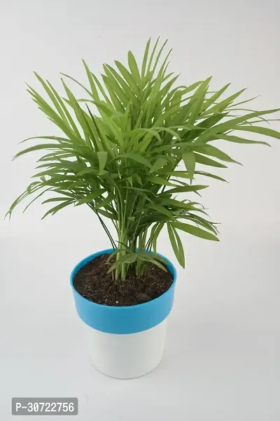 The Entacloo Areca Palm chamaedorea plant with blue and white pot-thumb0