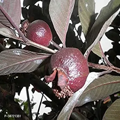 The Entacloo Guava Plant Hybrid Red guava plant10-thumb0