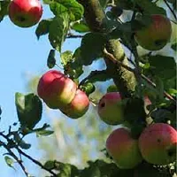 The Entacloo Apple Plant Cortland Apple Plant-thumb1