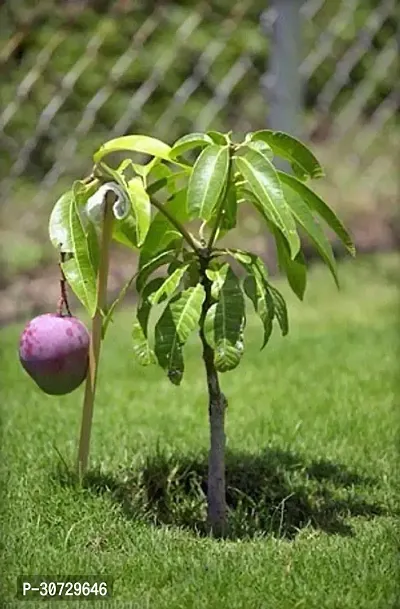 The Entacloo Mango Plant Grafted purple mango live plant.-thumb0