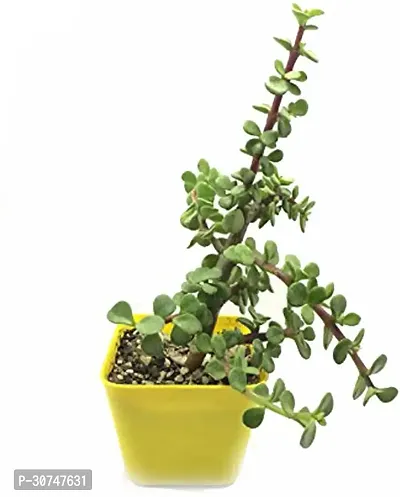 The Entacloo Jade Plant JADE365114-thumb0