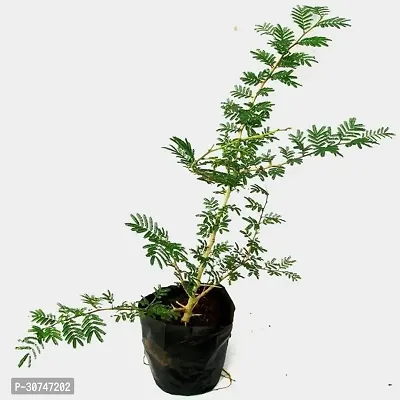 The Entacloo ShamiJand Plant Shami Live Plant Pack of 1-thumb3