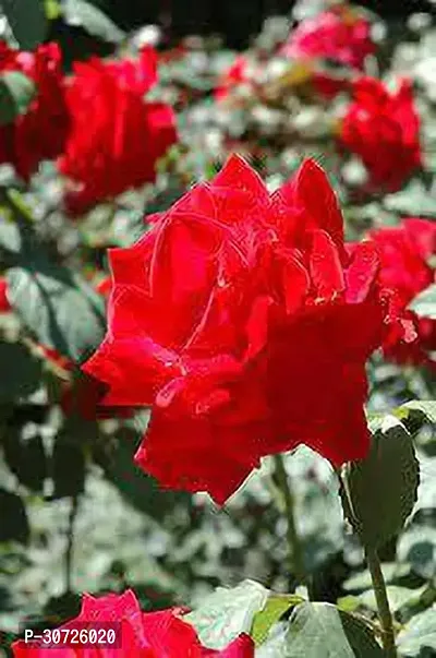 The Entacloo Rose Plant Rosa Chrysler Imperial Rose Plant-thumb0