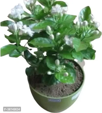 The Entacloo Jasmine Plant Jasmine ARB Plant34-thumb0