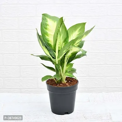 The Entacloo Dieffenbachia Plant Plants 256-thumb0