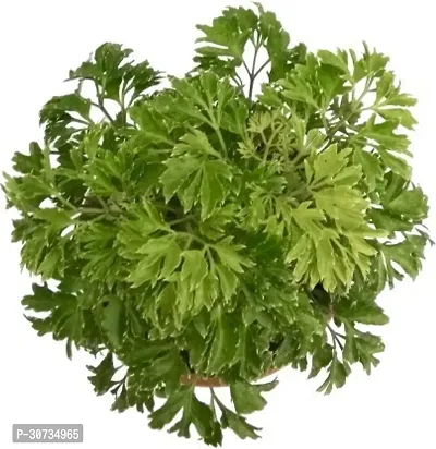 The Entacloo Aralia Plant Oak Leaf Aralia-thumb3