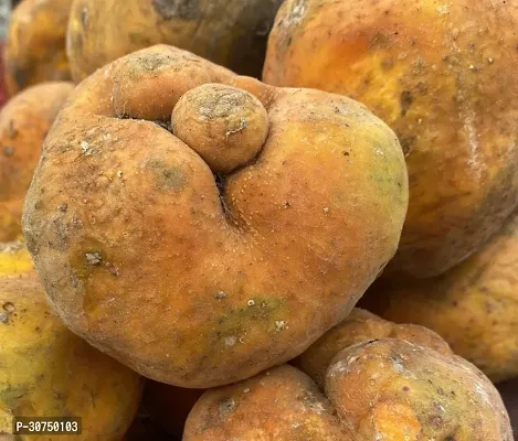 The Entacloo Jackfruit Plant Monkey JackDeyoa Fruit Bangladeshi Rare Exotic Fruits.-thumb3