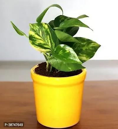 The Entacloo Money Plant RTPLANT200-thumb0