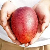 The Entacloo Mango Plant Japanese Variant Miyazaki Mango Live Pant also known as Egg of Sun.-thumb1