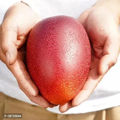 The Entacloo Mango Plant Japanese Variant Miyazaki Mango Live Pant also known as Egg of Sun.-thumb2