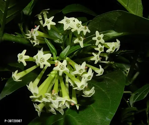 The Entacloo Jasmine Plant Hasnahananight bloom jasmine raat ki rani flower plantS-thumb3