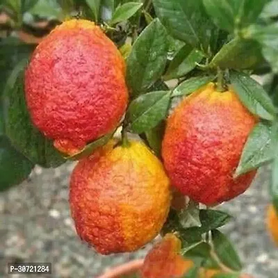 The Entacloo Lemon Plant RARE AND BEAUTIFUL Citrus Red Lemon-thumb0