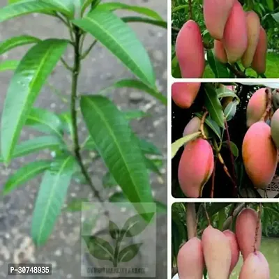 The Entacloo Mango Plant Gulab Khaas Hybrid Mango PlantIG247-thumb0