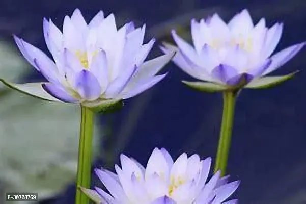 The Entacloo Lily Plant Blue Water lily plant ThaiBig Thai live plant-thumb3