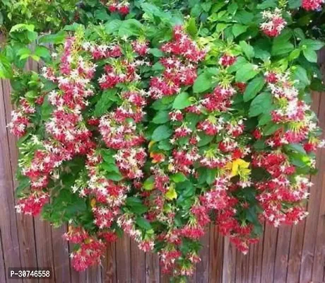 The Entacloo MadhumaltiRangoon Creeper MadhumaltiRangoon Creeper-thumb0