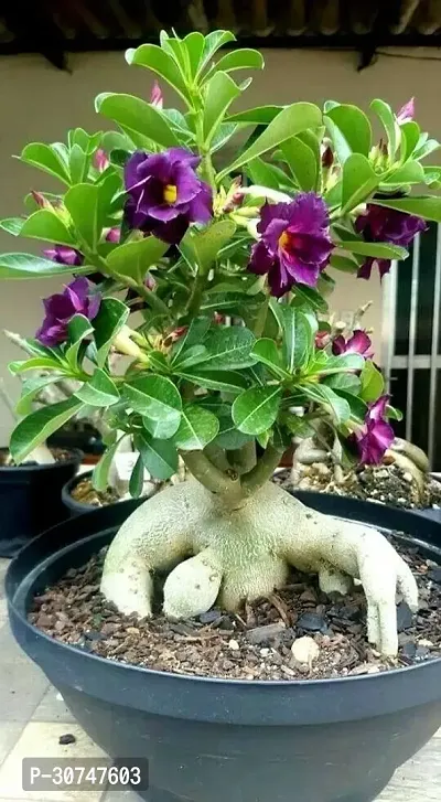 The Entacloo Adenium Plant 34s01-thumb0