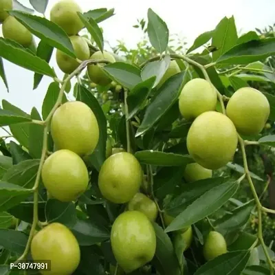 The Entacloo Custard Apple Plant Custard Apple Plant15-thumb0