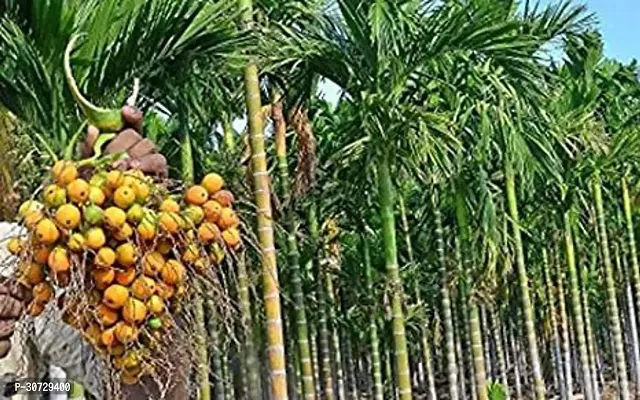 The Entacloo Betel NutSupari Plant Hybrid Asami Betel NutSupari Plant-thumb0