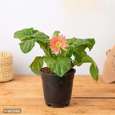 The Entacloo Gerbera Plant Plants 162-thumb0