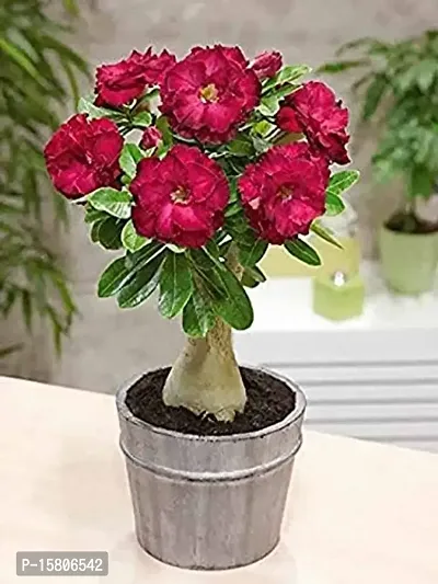 The Entacloo Adenium Plant (LV-302)