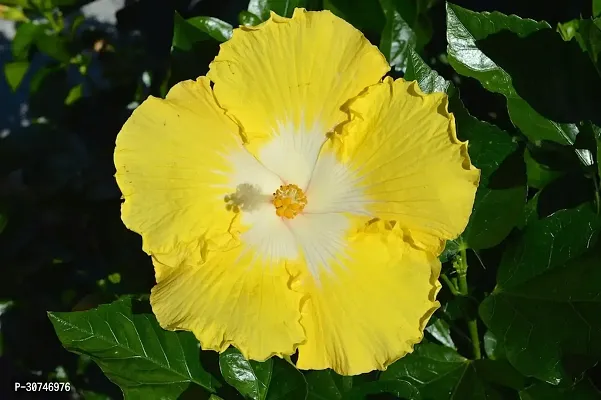 The Entacloo Hibiscus Plant Hibiscus Yellow Live Flower Plant CF3300241-thumb0