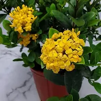 The Entacloo Ixora Plant IXORA PLANT EEWRR-thumb1